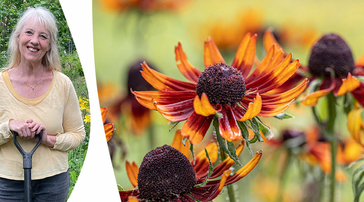 Din checklista för oktober – så tar du hand om trädgården just nu