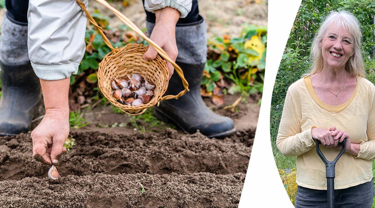 Checklista: Så tar du hand om din trädgård i november