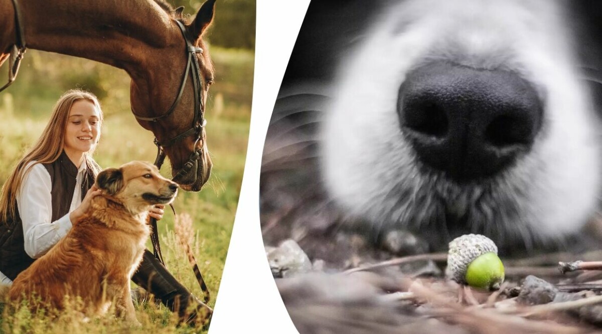 Växterna som kan vara direkt skadliga för ditt husdjur – se upp för detta under hundpromenaden