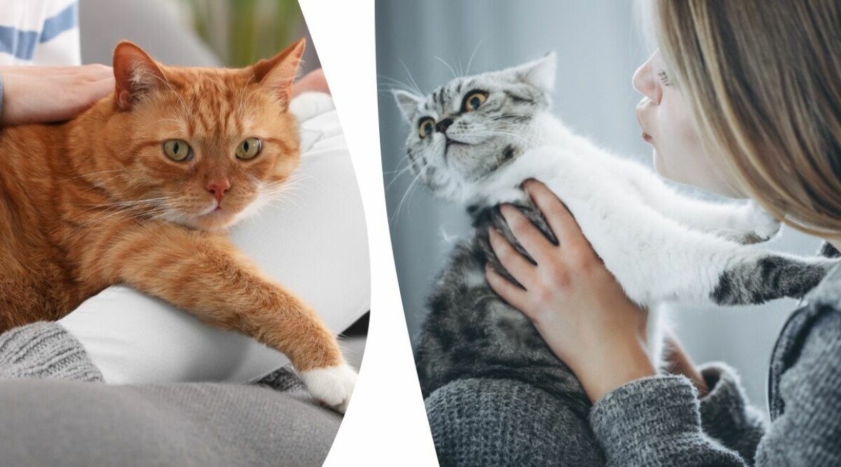 5 vanliga saker du gör som din katt verkligen inte gillar – alla känner igen sig i detta