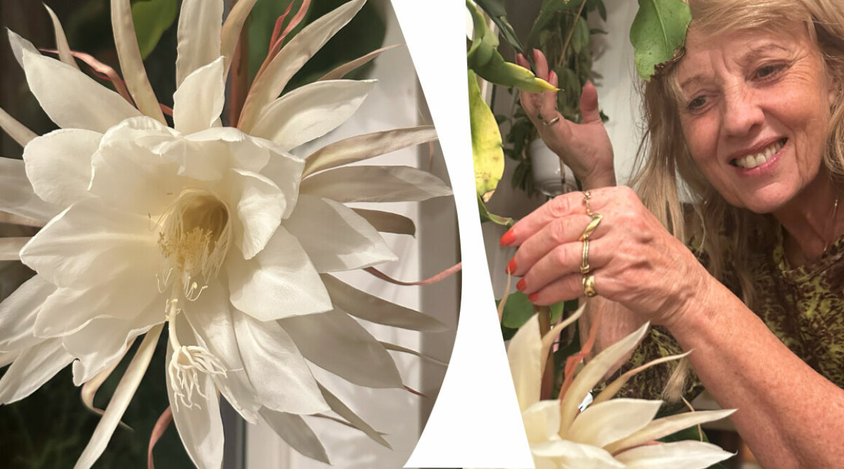 Krukväxten som funnits i min släkt i hundra år – äntligen fick jag se den blomma