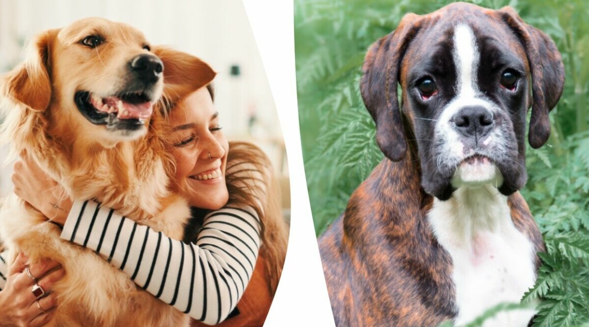 Här är hundraserna som löper störst risk att drabbas av allvarliga cancersjukdomen