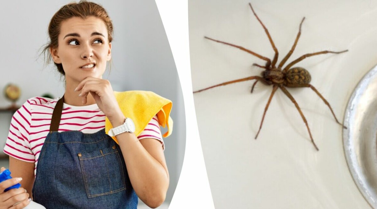 Så undviker du spindlar i ditt hem – 6 knep som fungerar