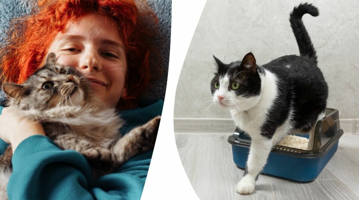 Därför stirrar din katt på dig – och 7 andra vanliga beteenden