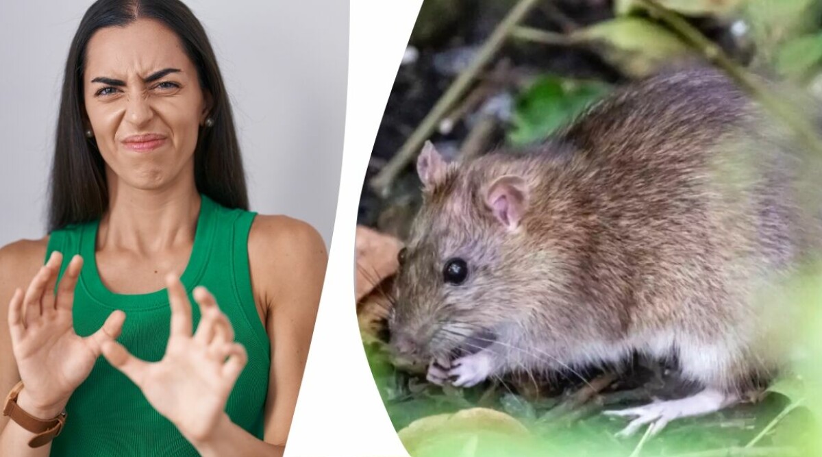 Nya metoden som kan få råttorna i ditt hem att försvinna för gott