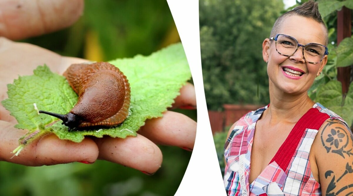 Därför är det extra viktigt att ha ihjäl mördarsniglar på hösten – tvärtemot vad många tror