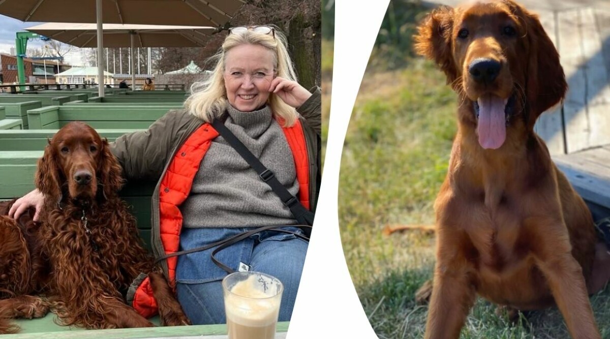 Så fick jag min monsterhund bli en riktig drömhund – knepen jag använde mig av