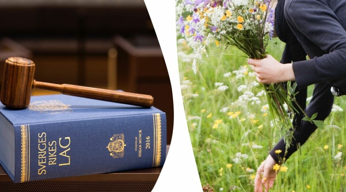 Plockade fridlysta blomman – nu straffas kvinnan med böter