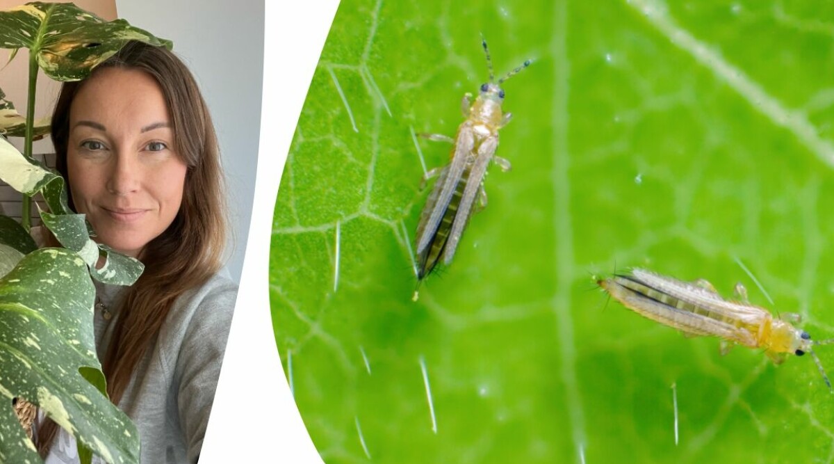 Så blir jag av med vanliga ohyran på mina växter – husmorstipset som alltid fungerar