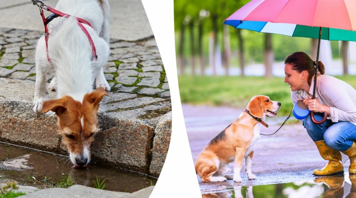 Därför ska du inte låta din hund dricka ur vattenpölar