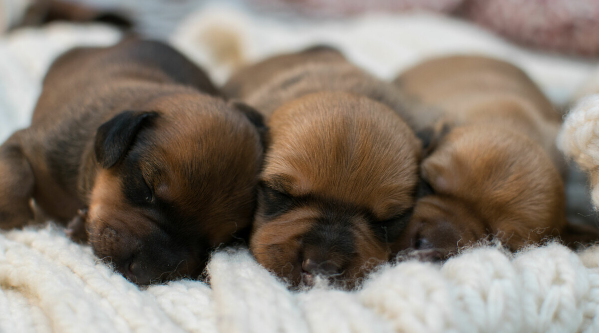 Hundrasen ökar i popularitet – därför ska du inte välja nya trendfärgerna