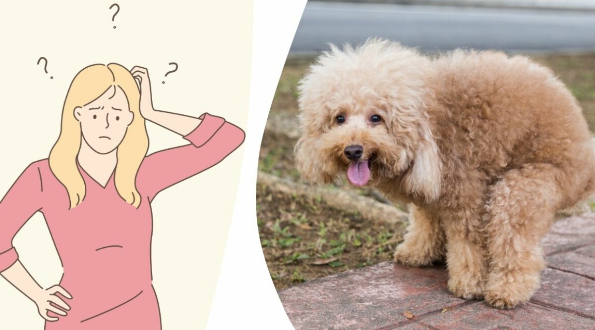 Mina grannars hund skitar ner överallt – hur ska jag våga säga till?