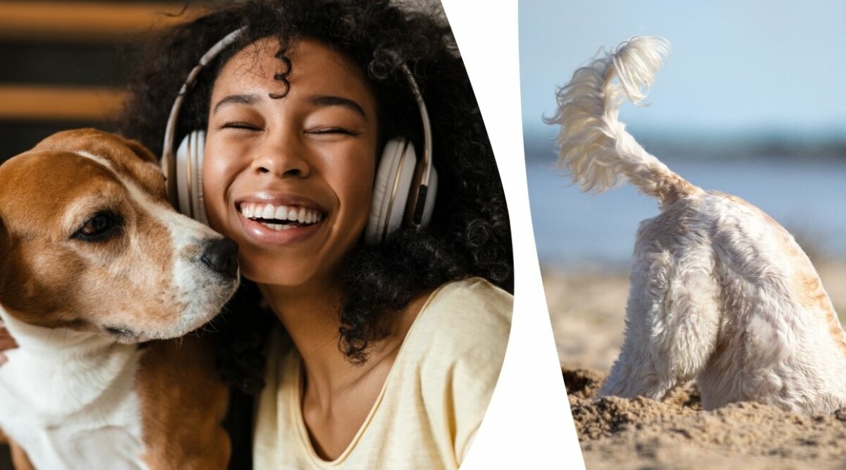 Din hunds svansvift avslöjar hur den känner – detta vill den säga dig