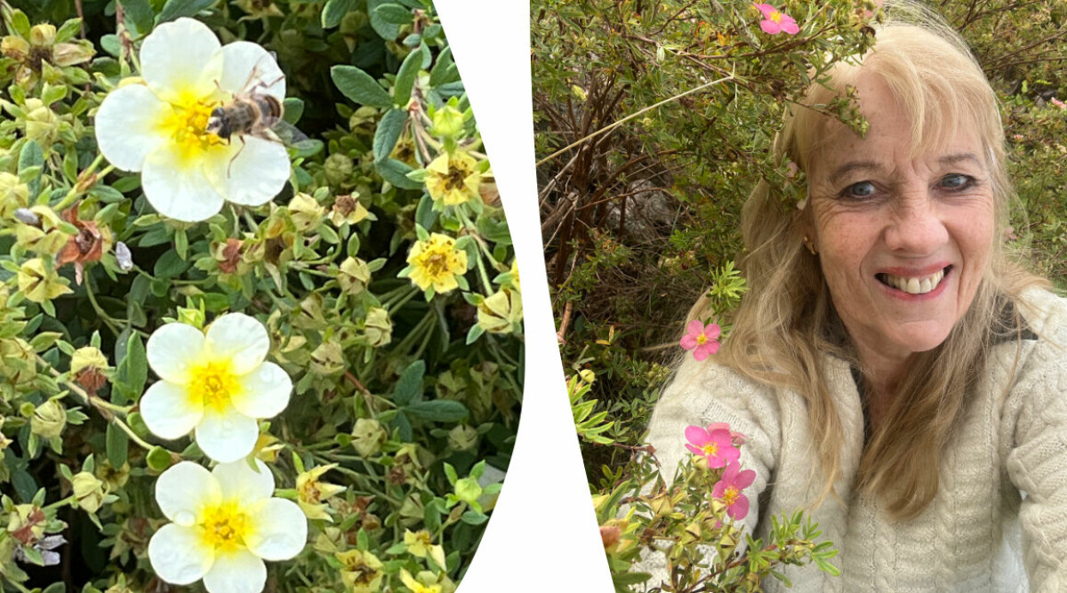 Experten: Därför har 70-talets fulaste buske blivit trendig igen