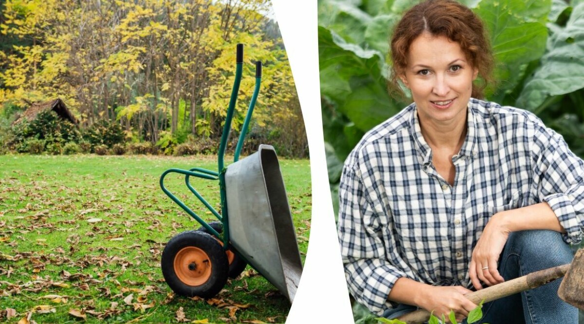 Därför ska du inte kratta upp dina löv på hösten: ”Vansinne”
