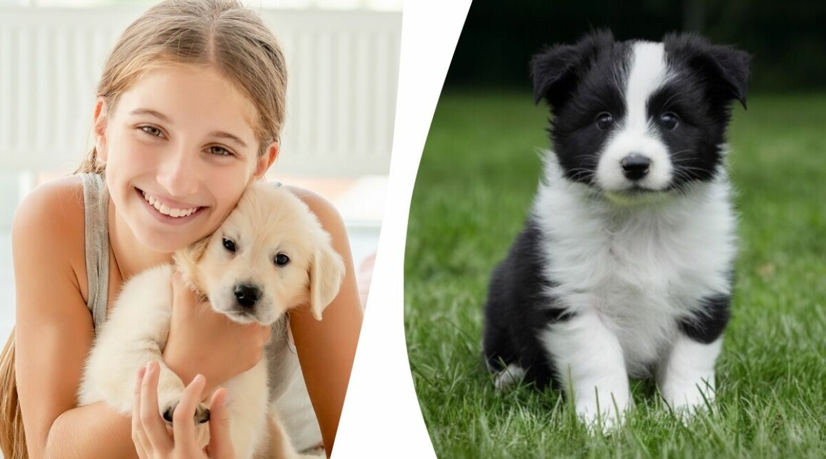 Här är populäraste valpnamnen 2025 – men dessa ratas av allt fler