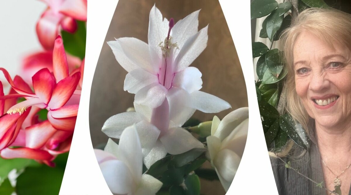 Oväntade knepet som får min novemberkaktus att blomma – år efter år