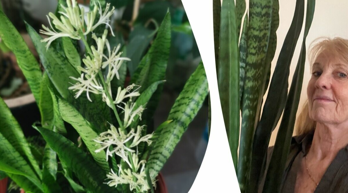 Från tantblomma till trendväxt – därför vill jag vill ha en svärmorstunga i nästan varje rum