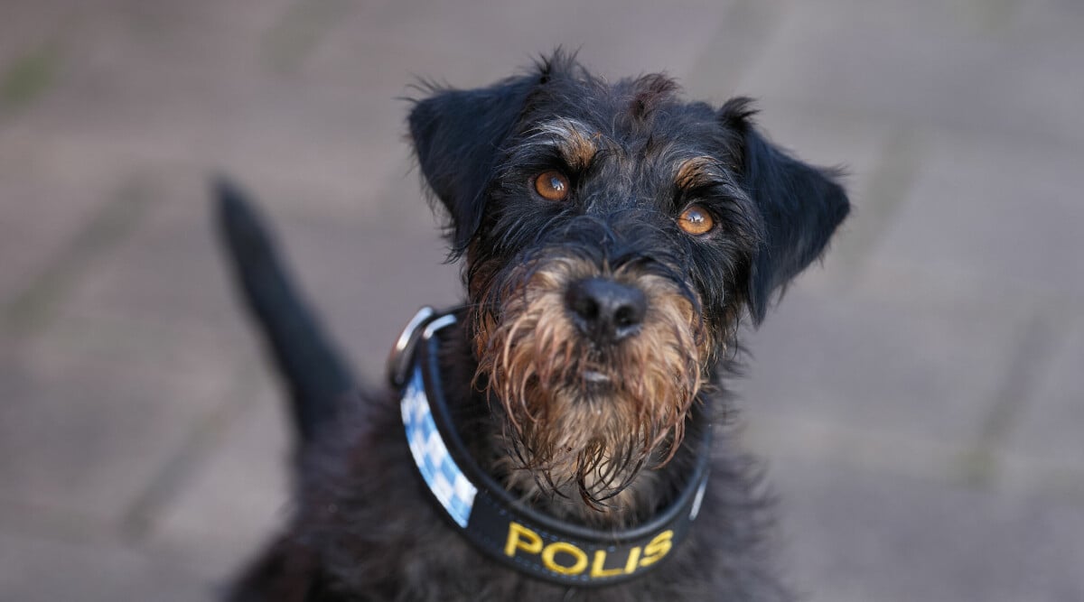 Därför är årets polishund Ivan unik – den första av sitt slag