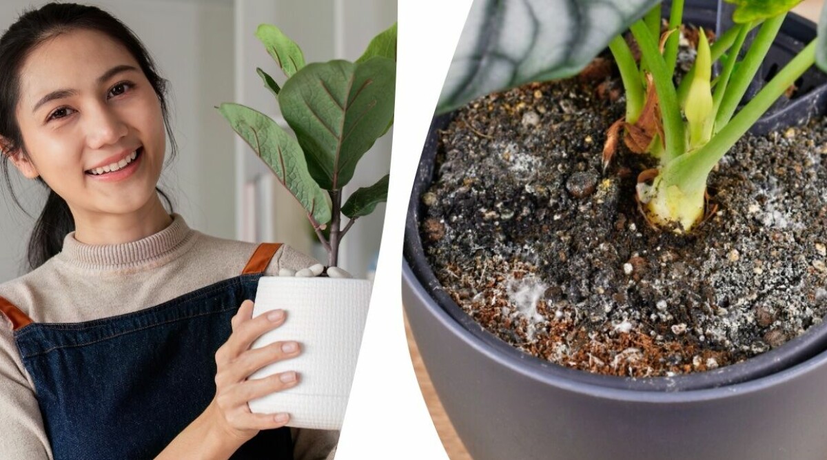 Det betyder de vita fläckarna på din jord i blomkrukan – så blir du av med dem