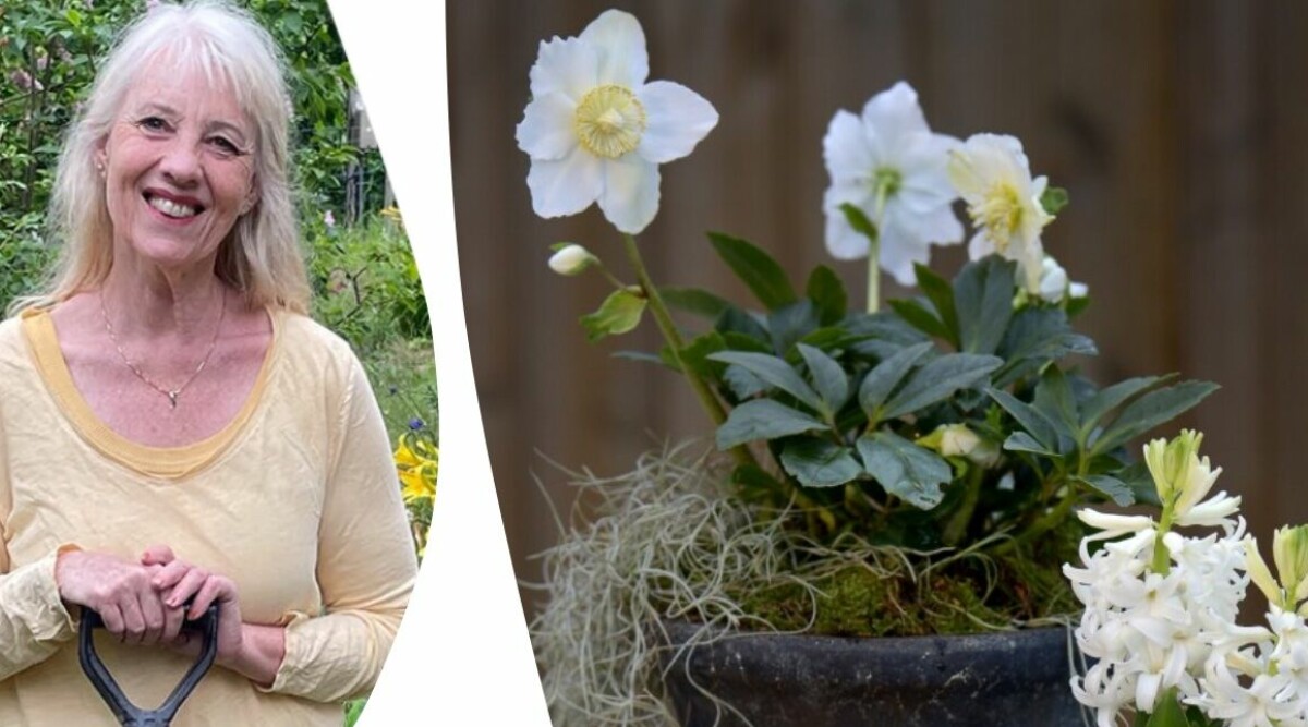 Här är växterna du ska satsa på i vinter – inomhus och utomhus: ”Blommar år efter år”