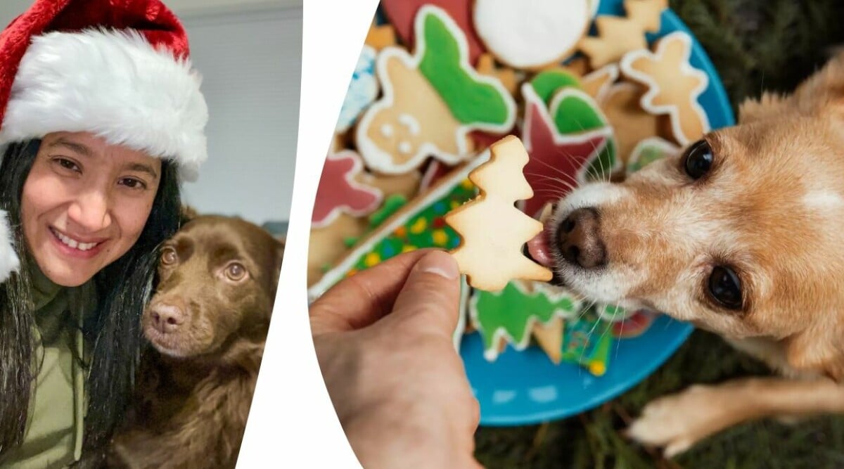 Juldofterna som är giftiga för ditt husdjur – dessa ska du undvika