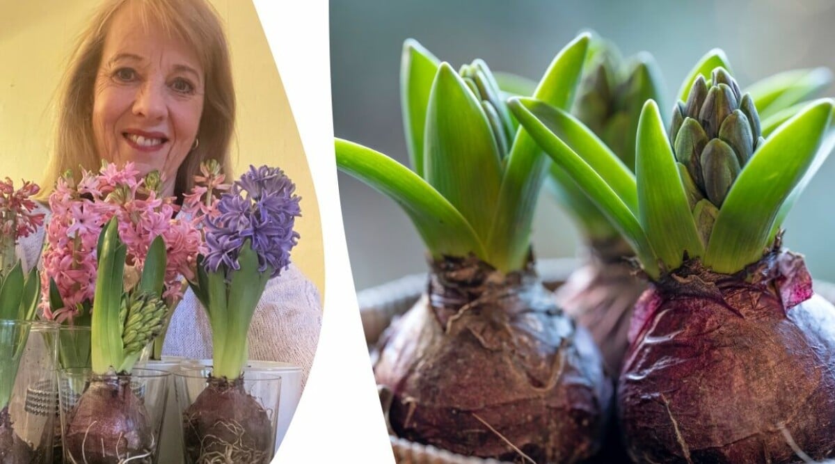 9 superenkla knep: Så får du dina hyacinter att hålla sig fina länge