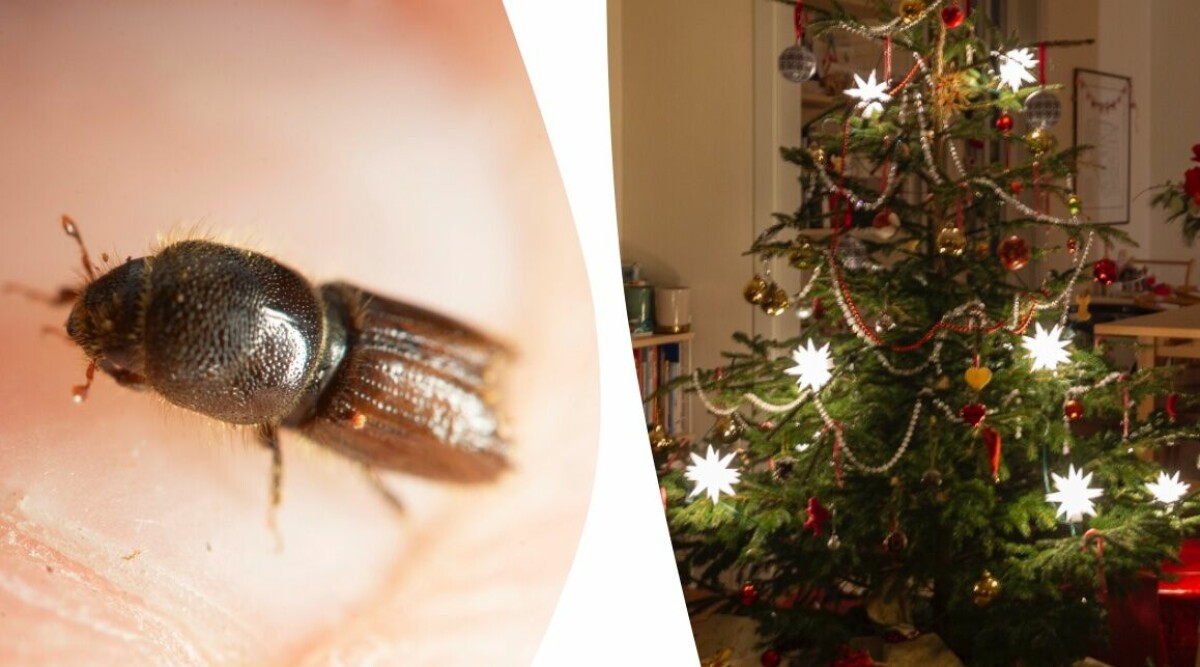 Experten: Så slipper du få in kryp från granen – superenkla knepet