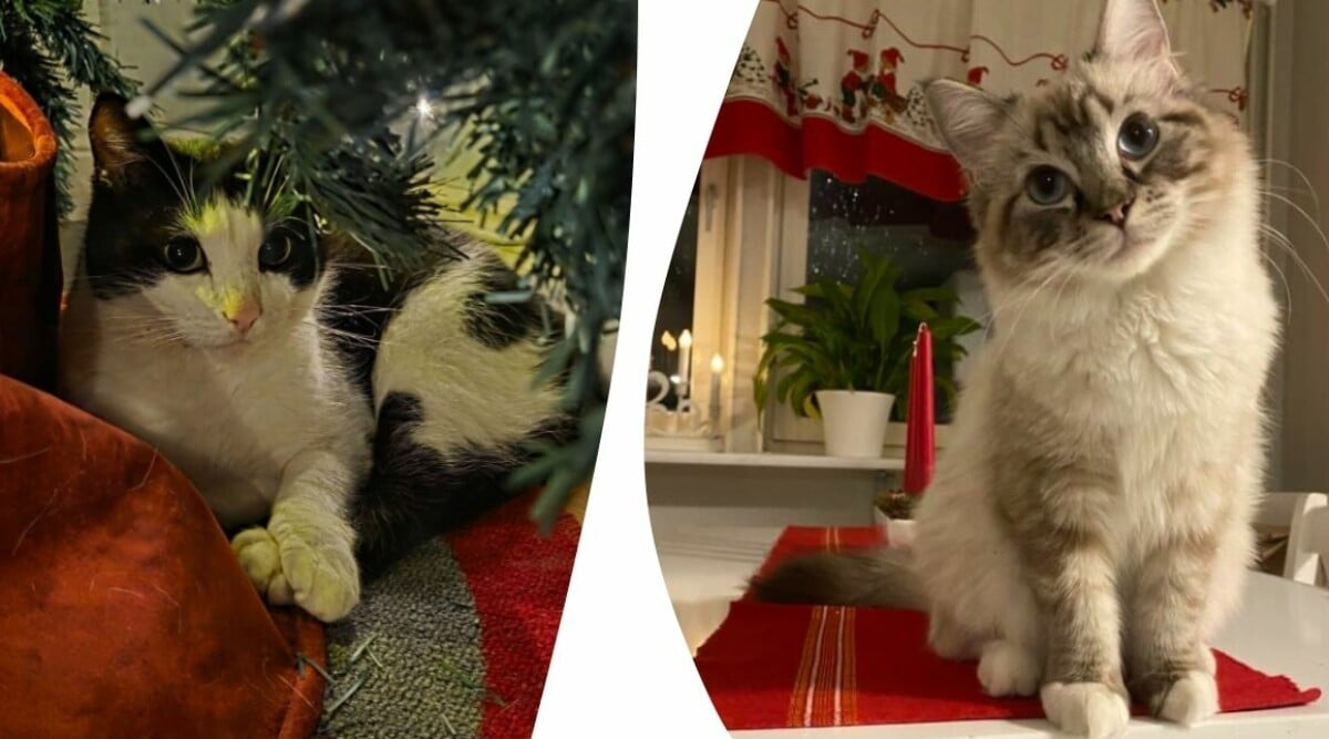 Här är årets lussekatter – 13 bilder som garanterat kommer få ditt hjärta att smälta