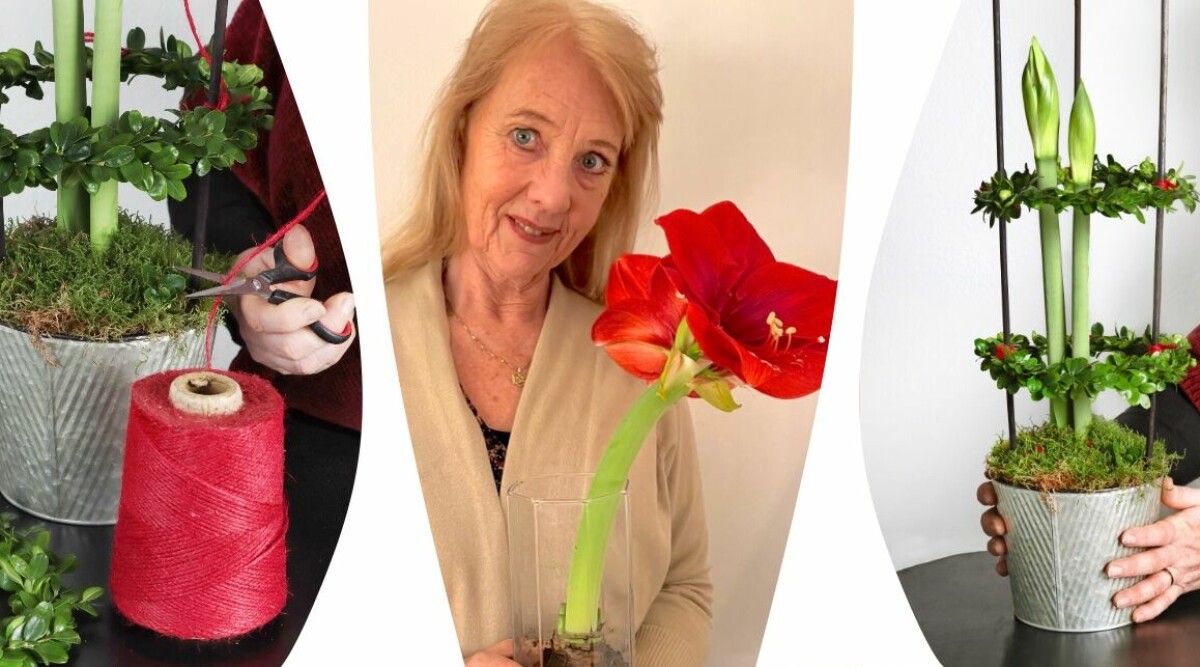 Finaste sättet att stötta upp en lutande amaryllis – blir ett extra blickfång