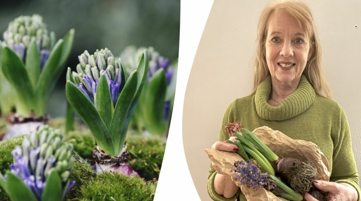 Släng inte julens blommor – så ger du växterna nytt liv efter helgerna