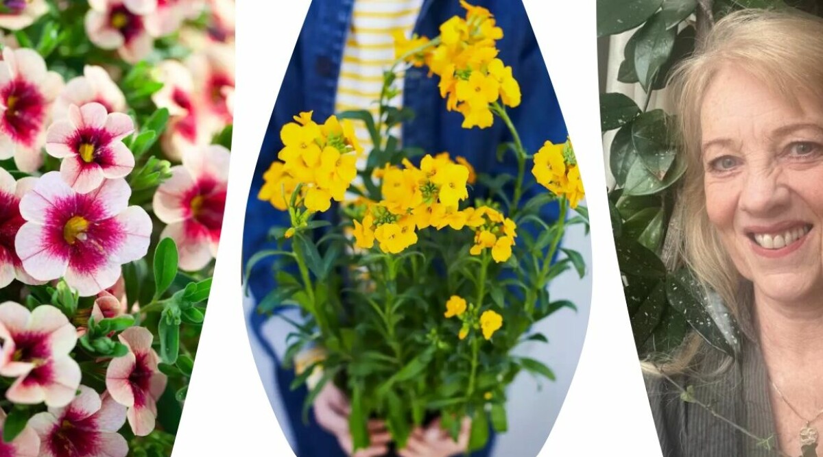 Här är nya trädgårdstrenderna att hålla koll på 2026 – traditionen blir allt viktigare