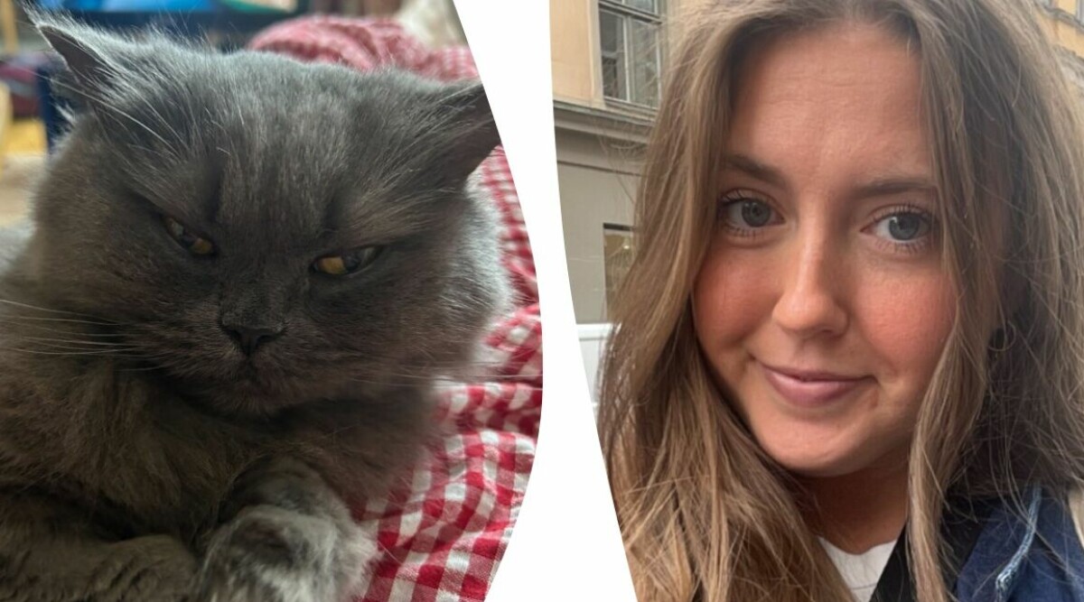 Detta är det absolut värsta du kan göra mot min katt: ”Känner sig hotad”