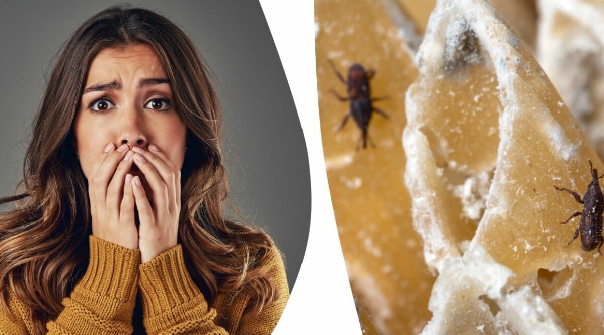 Detta ska du göra redan nu för att slippa ohyra i vår – skadedjuren som intar ditt hem