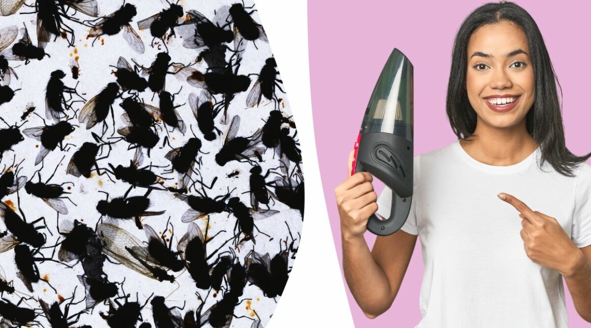 Flugan du inte visste att du har på din vind – så blir du av med dem