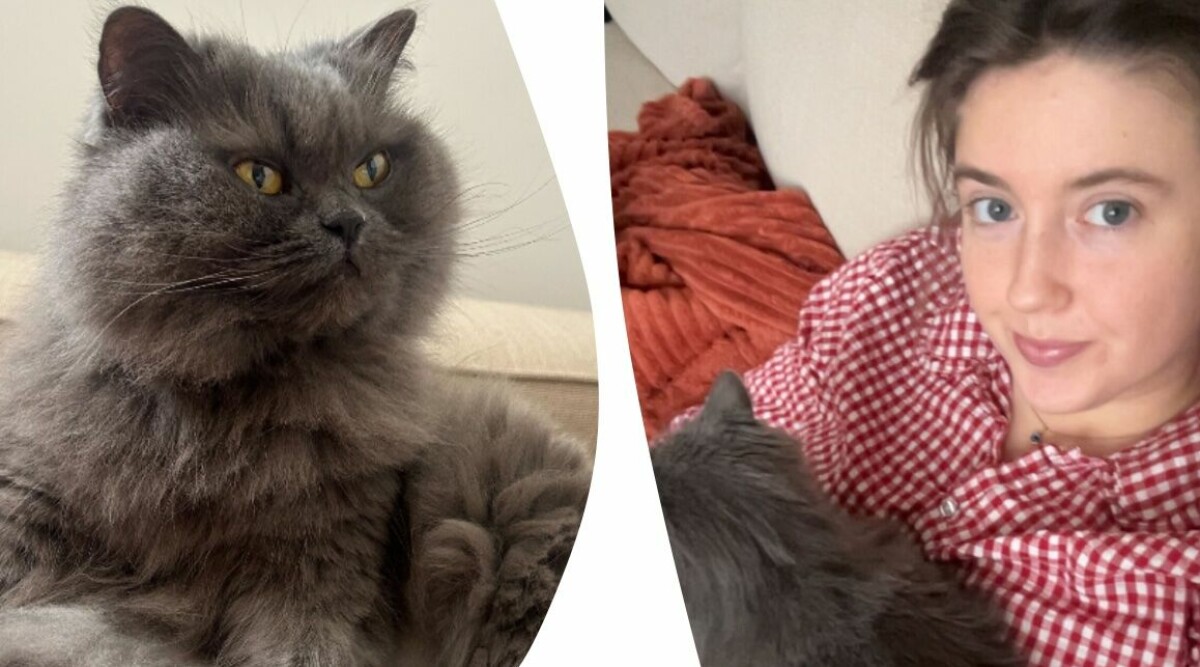 Det stör jag mig mest på med hundägare – därför är katt det bästa husdjuret