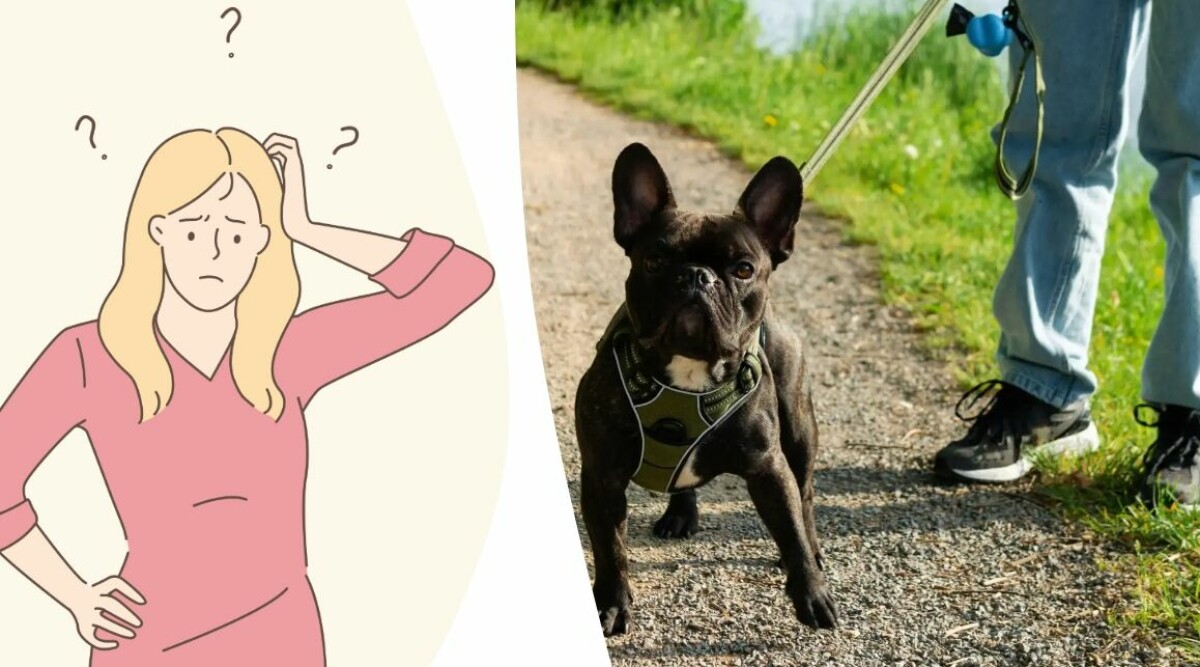 Min grannes hund gör mig helt förtvivlad – borde jag anmäla?