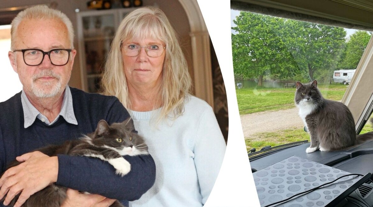 Skrållan har sett mer av världen än de flesta katter – i husbil: ”Enklare än många tror”