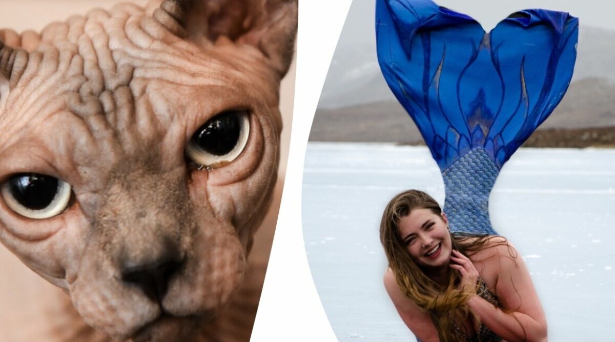 Här är redaktionens värsta fobier – tvingas ta medicin: ”Jag låter galen”