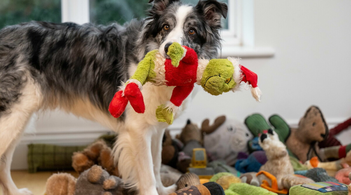 Forskning visar: Dessa hundar är smartast i världen – lär sig bara genom att tjuvlyssna