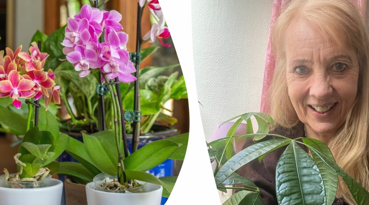 Håll orkidén i fin form
– så får du den att blomma rikligt