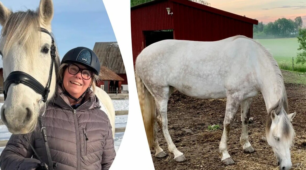 Så dyrt är det egentligen att ha häst – och därför tycker jag det är värt varenda krona