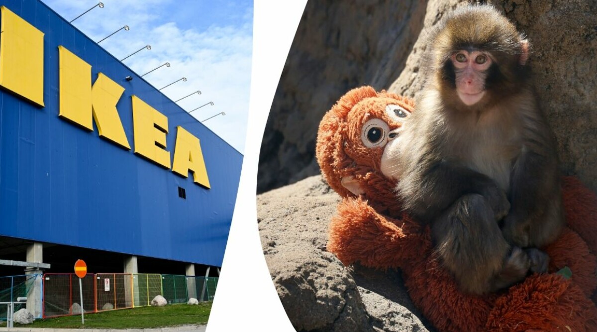 Ikea-gosedjuret säljer slut – kostar flera tusen kronor på andrahandsmarknaden
