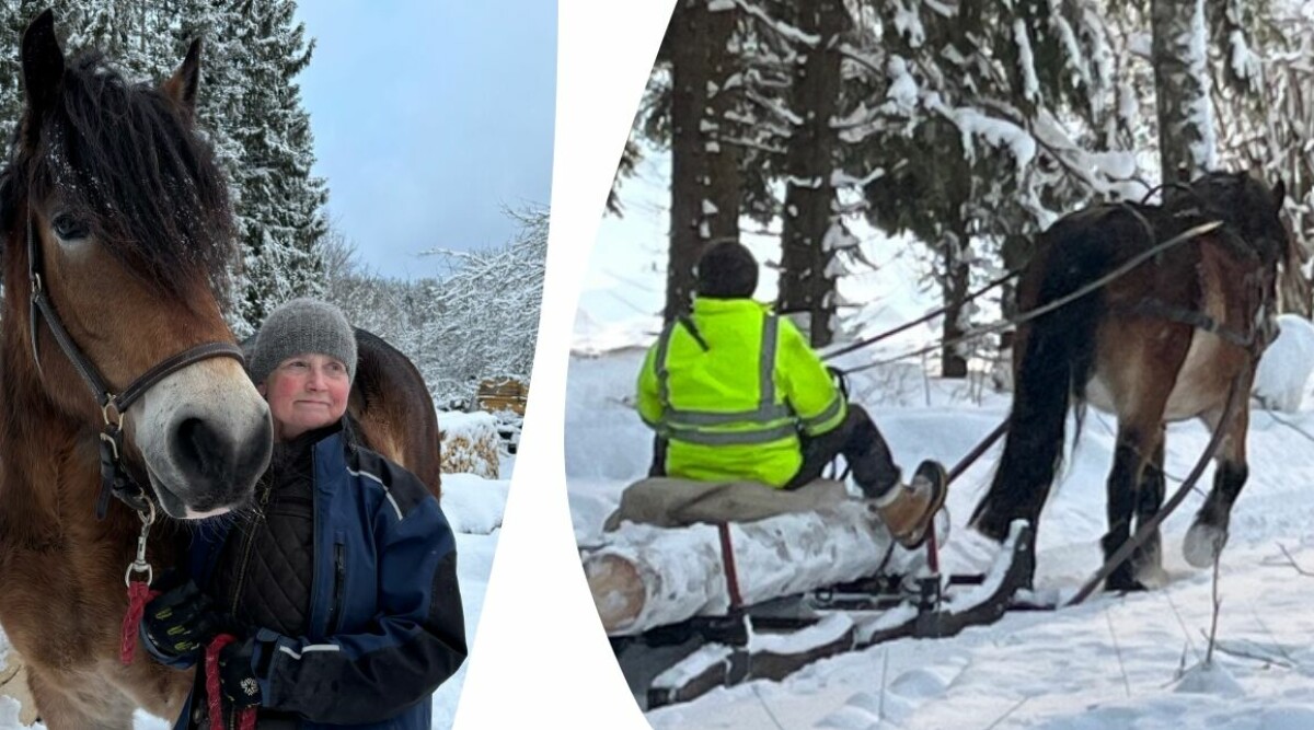 Svenska hästrasen kan försvinna helt – rekordfå kvar: ”Då går det åt skogen”