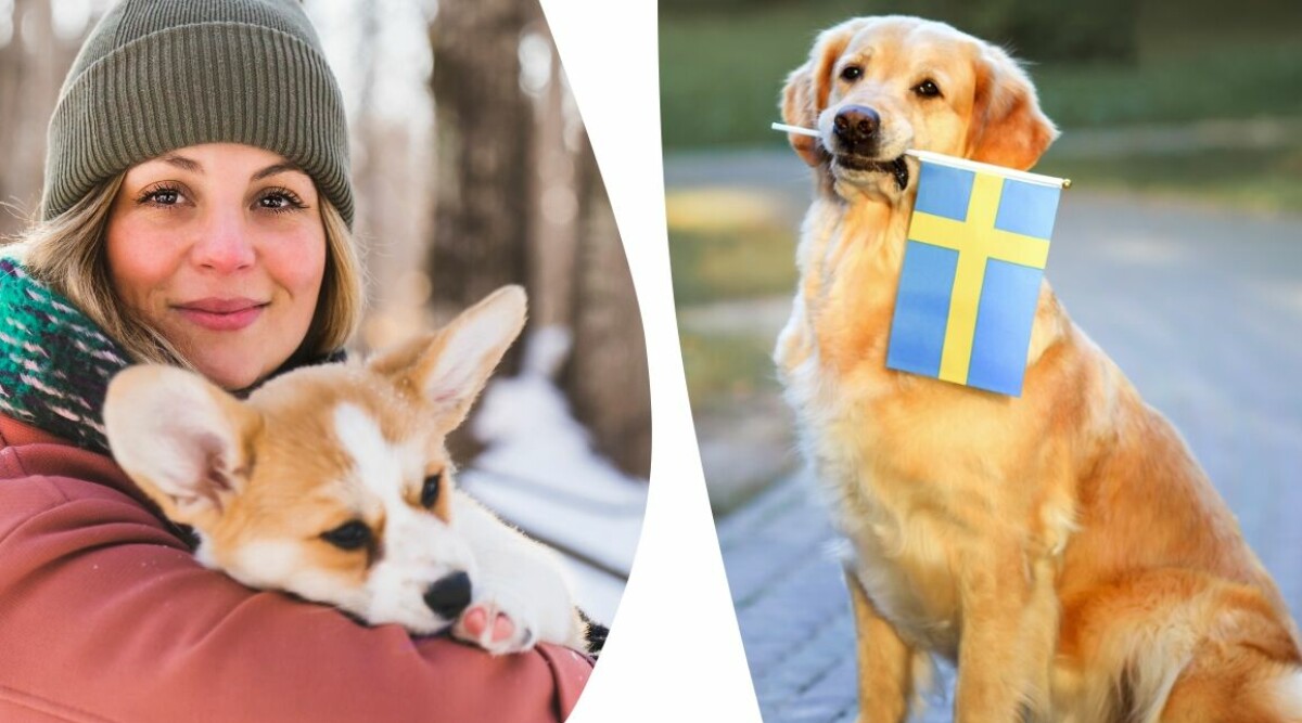 Här är kommunerna som älskar hundar mest och minst – stora skillnader i Sverige