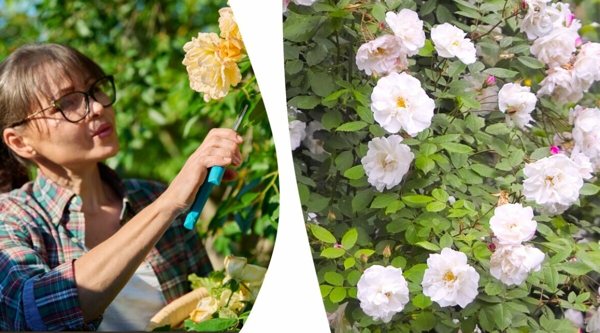 Så beskär du klätterrosen – 4 enkla steg