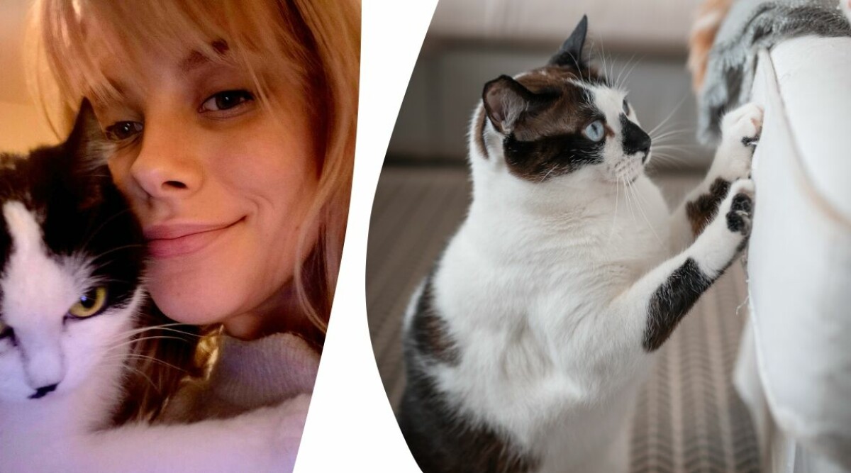 Jag har en lägenhet full med katter – så får jag dem att inte riva sönder mina möbler
