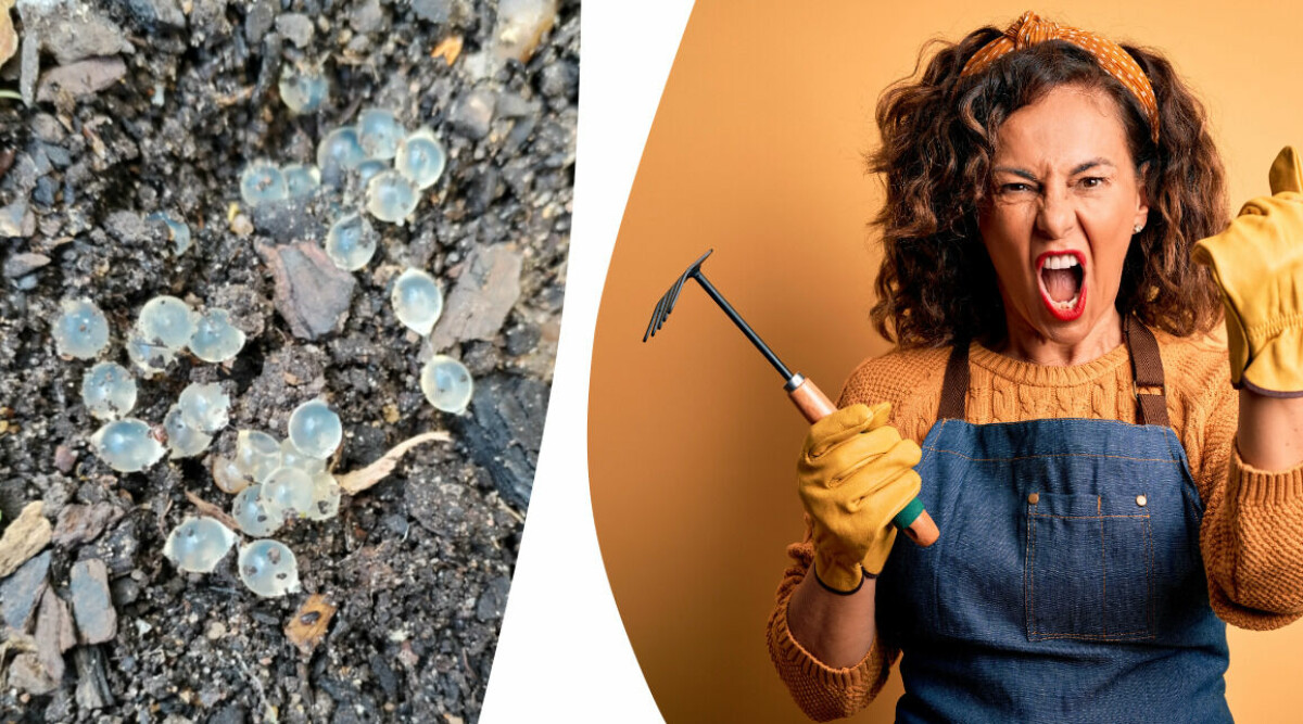 Ser du de här äggen i din trädgård – trampa sönder dem direkt