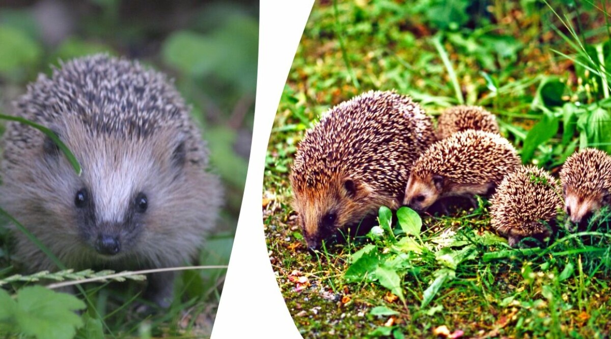 Därför kan Igelkotten försvinna helt från Sverige – här är djuren som är hotade