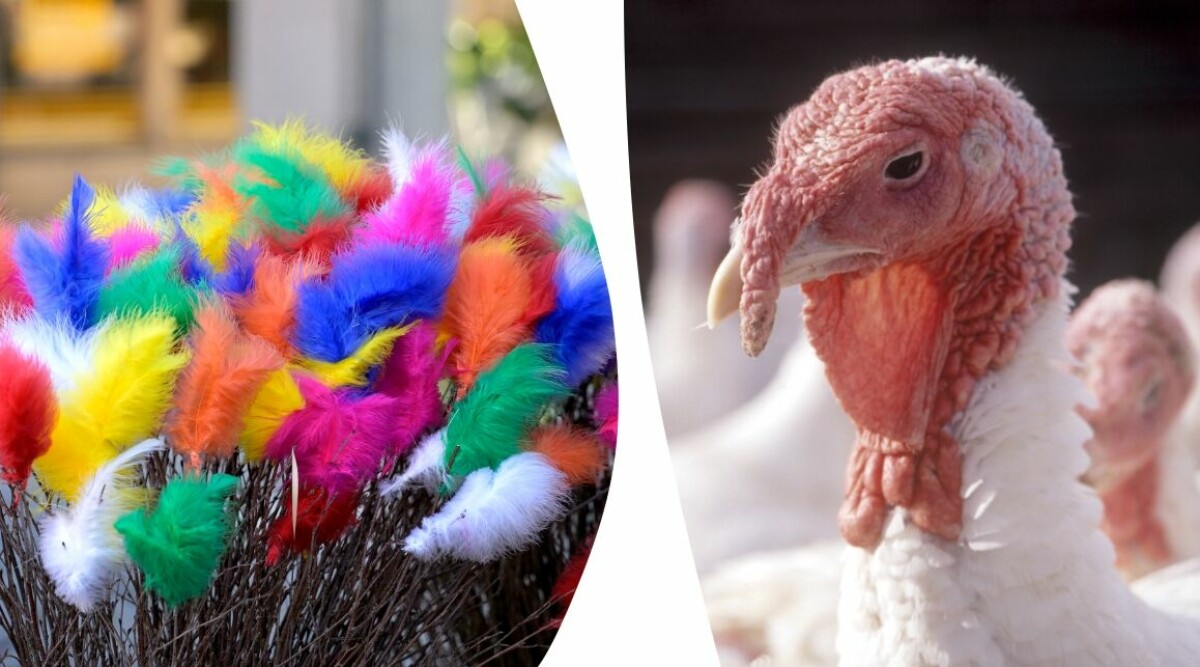 Här är alla städer som väljer bort påskfjädrar 2026 – saknas din stad på listan?